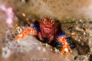 R O B O K O N
Olivar's Squat Lobster (Munida olivarae)
... by Irwin Ang 